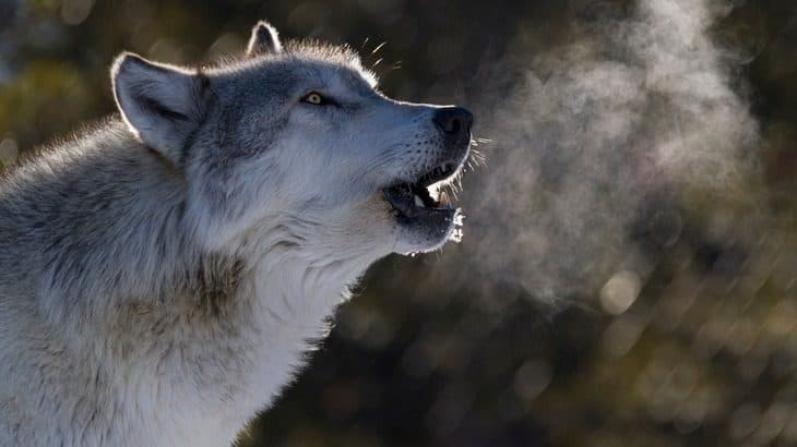 Webinar: Hungry Like the Wolf: Exploring the rapid growth and energy demand of data centres
