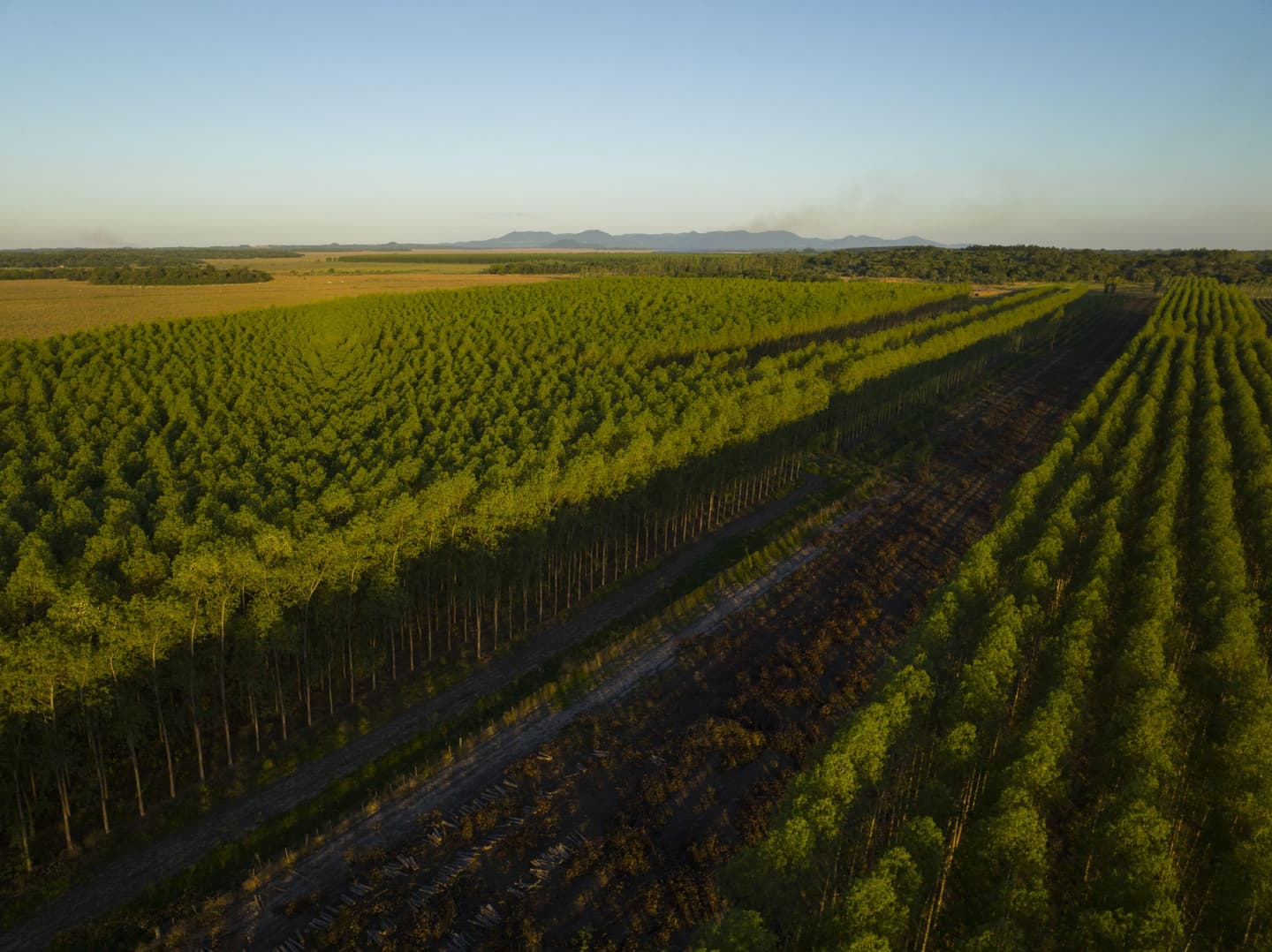 Reforestation company TREECYCLE increases asset value per security by around 30.5 percent