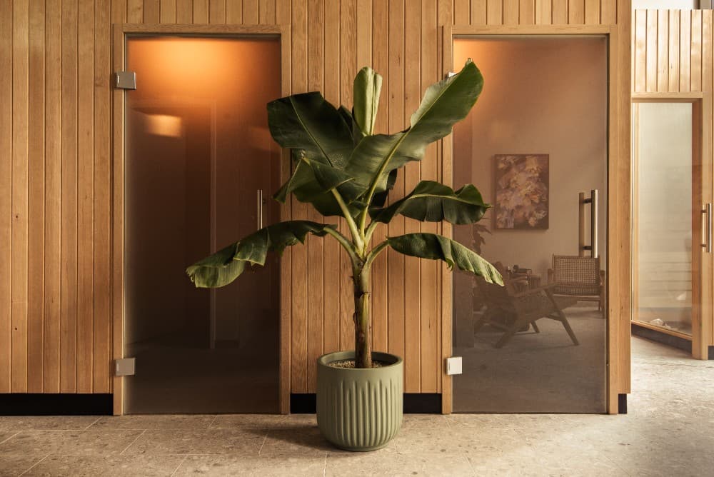 Innenansicht des Habyt Vienna Aparthotels mit moderner Holzverkleidung und großer Zimmerpflanze