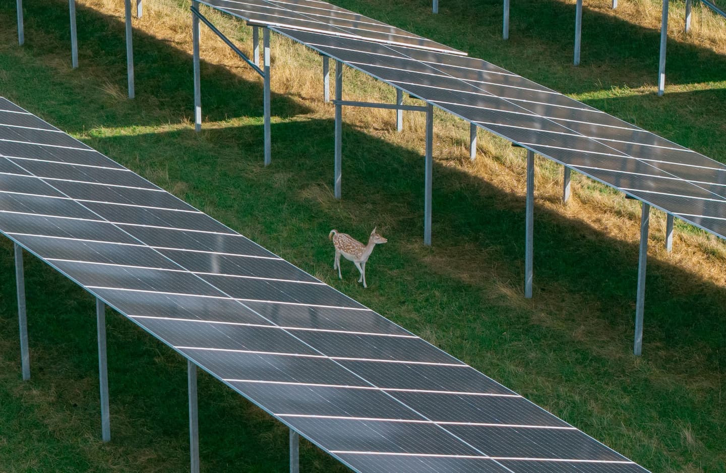 Sötern Wildlife ParkPV in operation: Perigus Energy combines agricultural fallow deer farming with ground-mounted solar energy for the first time