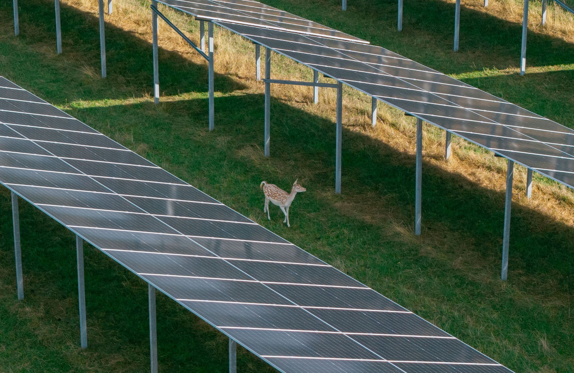 WildparkPV Sötern in Betrieb: Perigus Energy verbindet erstmals landwirtschaftliche Damwildhaltung mit Freiflächen-Solarenergie